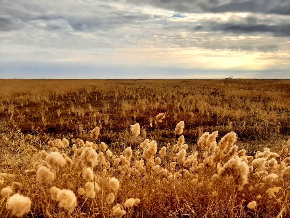 Золотые рисовые поля Калмыкии